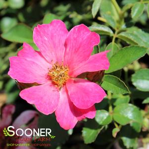 1219 units available! Pre-Order Qty: 0