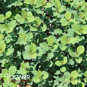 0 units available! Pre-Order Qty: 0