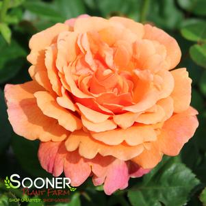 0 units available! Pre-Order Qty: 0