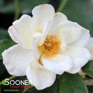 3 units available! Pre-Order Qty: 0