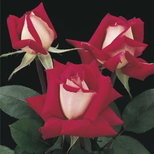 0 units available! Pre-Order Qty: 0