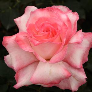 0 units available! Pre-Order Qty: 0