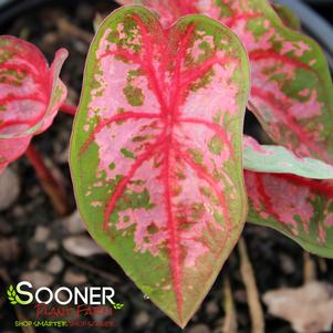 0 units available! Pre-Order Qty: 0