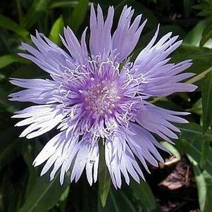 0 units available! Pre-Order Qty: 0