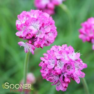 0 units available! Pre-Order Qty: 0