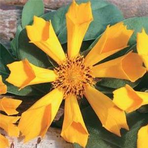 0 units available! Pre-Order Qty: 0