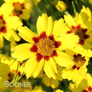 0 units available! Pre-Order Qty: 0