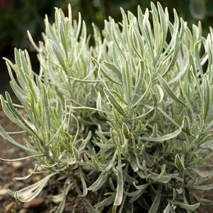 0 units available! Pre-Order Qty: 0