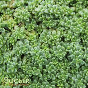 0 units available! Pre-Order Qty: 0