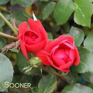 0 units available! Pre-Order Qty: 0