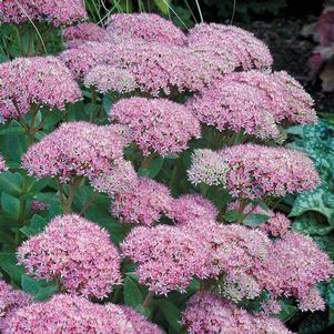 0 units available! Pre-Order Qty: 0