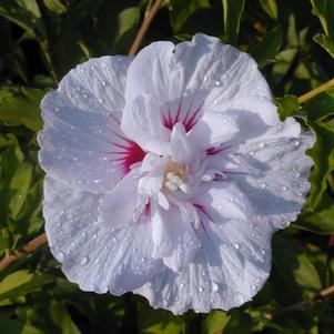 0 units available! Pre-Order Qty: 0