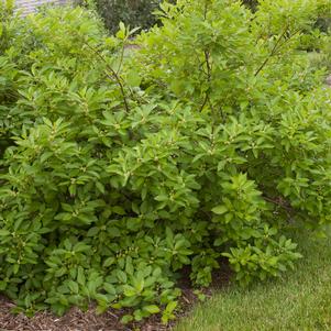 11 units available! Pre-Order Qty: 0