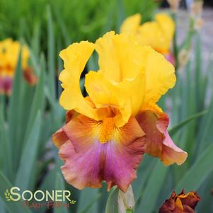 0 units available! Pre-Order Qty: 0