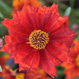 0 units available! Pre-Order Qty: 0