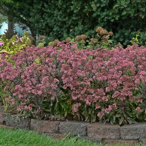 0 units available! Pre-Order Qty: 0