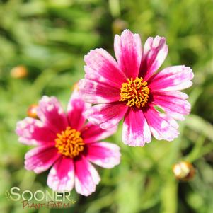 0 units available! Pre-Order Qty: 0