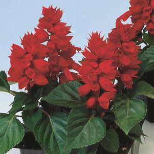 0 units available! Pre-Order Qty: 0