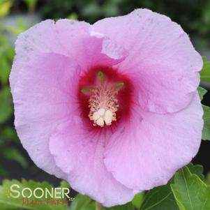 0 units available! Pre-Order Qty: 0