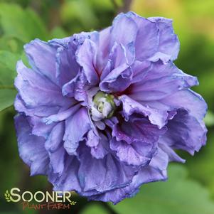 2786 units available! Pre-Order Qty: 0