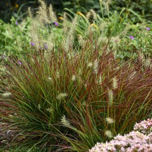 1 units available! Pre-Order Qty: 0