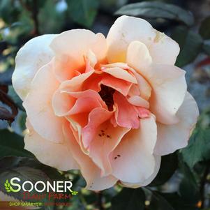 0 units available! Pre-Order Qty: 3