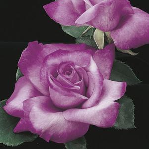 0 units available! Pre-Order Qty: 0