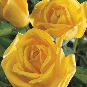 0 units available! Pre-Order Qty: 0