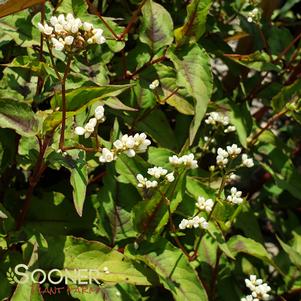 21 units available! Pre-Order Qty: 0