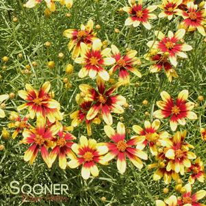 0 units available! Pre-Order Qty: 0