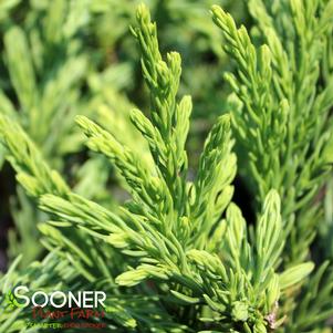 7 units available! Pre-Order Qty: 0