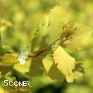 0 units available! Pre-Order Qty: 0