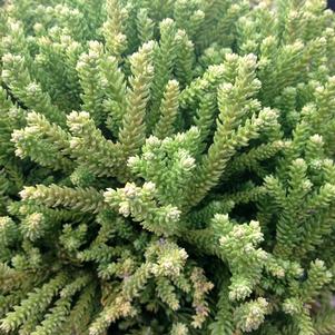 0 units available! Pre-Order Qty: 0