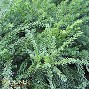 0 units available! Pre-Order Qty: 0