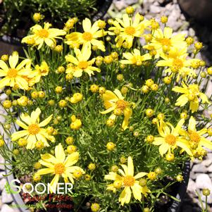 0 units available! Pre-Order Qty: 0