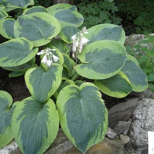 0 units available! Pre-Order Qty: 0