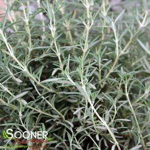 0 units available! Pre-Order Qty: 0