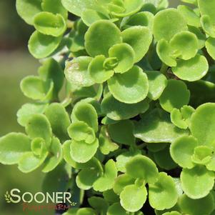 0 units available! Pre-Order Qty: 0