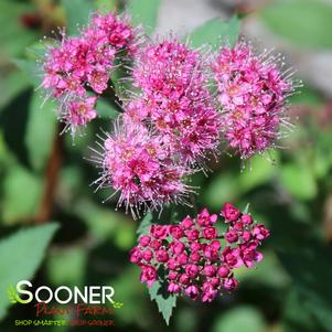 0 units available! Pre-Order Qty: 0