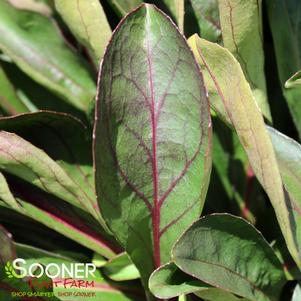 61 units available! Pre-Order Qty: 0