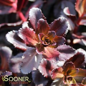 0 units available! Pre-Order Qty: 0