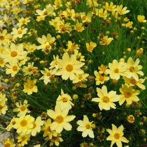 0 units available! Pre-Order Qty: 0