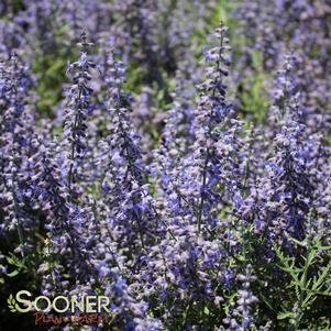 201 units available! Pre-Order Qty: 0