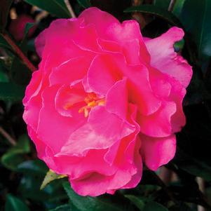 0 units available! Pre-Order Qty: 0