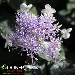 0 units available! Pre-Order Qty: 0