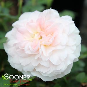 0 units available! Pre-Order Qty: 0