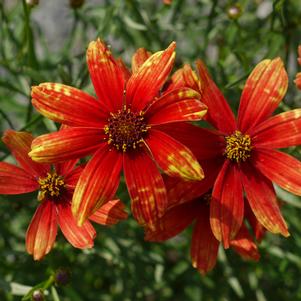 0 units available! Pre-Order Qty: 0