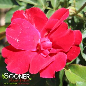 256 units available! Pre-Order Qty: 0