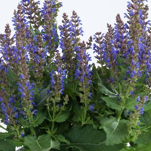 0 units available! Pre-Order Qty: 0