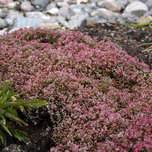 0 units available! Pre-Order Qty: 0